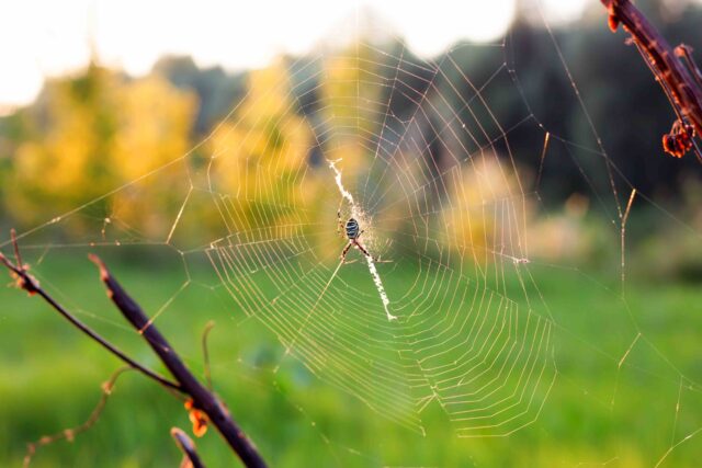 Stop Cleaning The Cobwebs, Kill The Spider